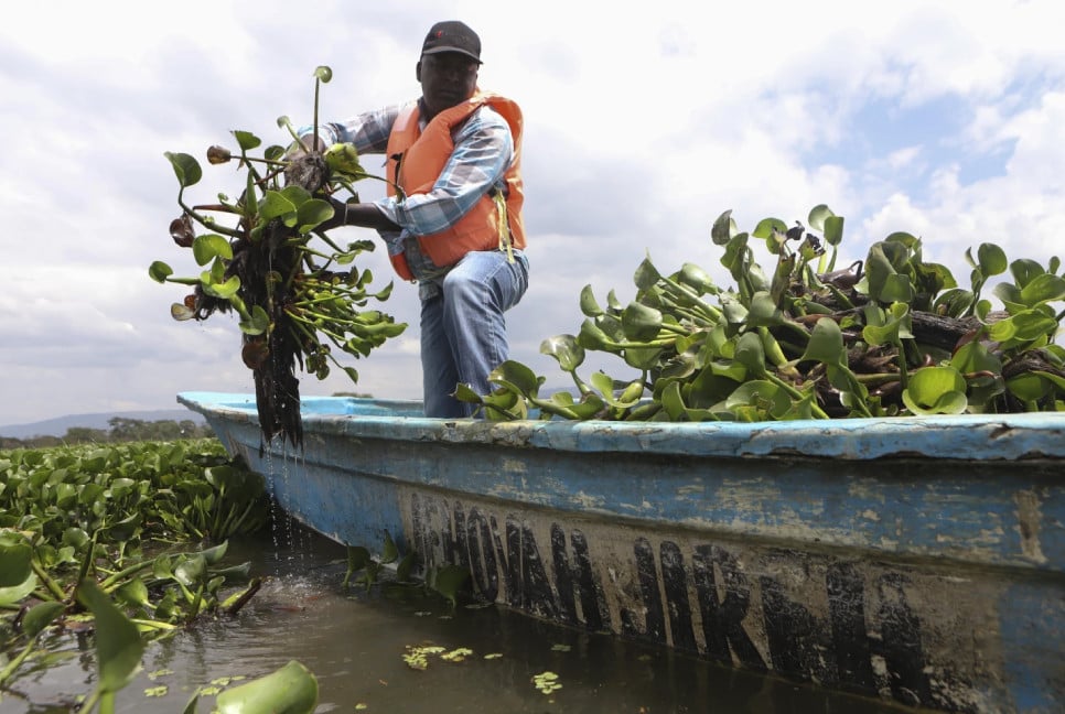 How water hyacinth is threatening fishermen's livelihoods on a Kenyan lake