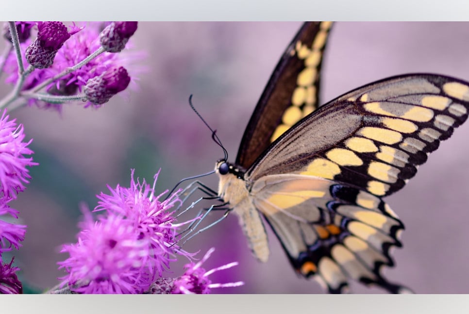 The magic moment in meditation