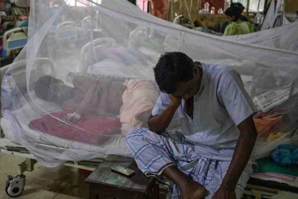 24 dengue patients hospitalised in 24hrs