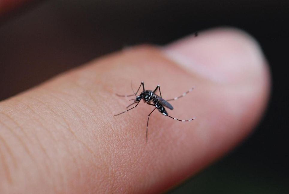 Money and lives lost to mosquito menace