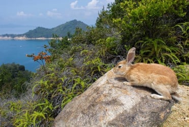 Japanese man arrested for kicking rabbit