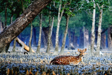 Poaching threatens the Sundarbans' survival