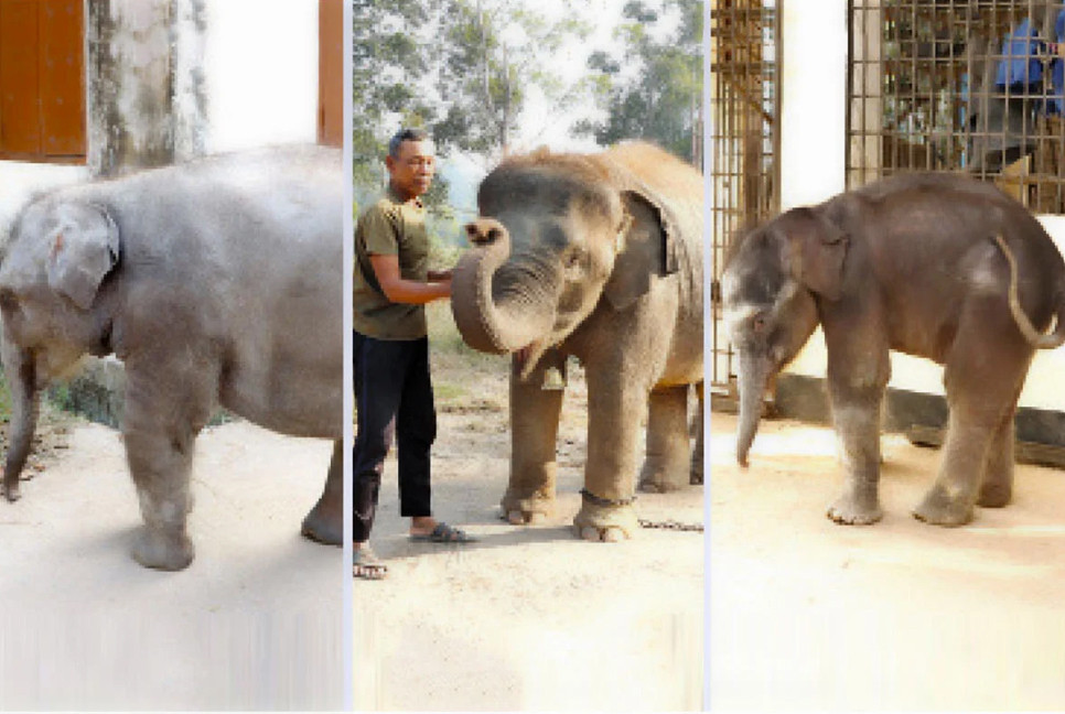 3 orphaned elephant calves thrive under human care