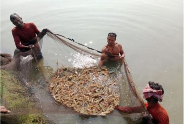 Climate change poses threat to shrimp farming in Khulna