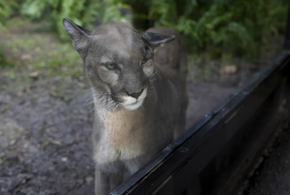 Animals and plants losing their genetic diversity, making them more vulnerable