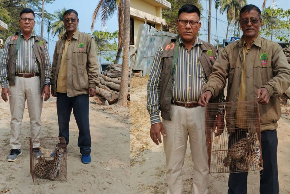 3 fishing cat cubs rescued in Teknaf