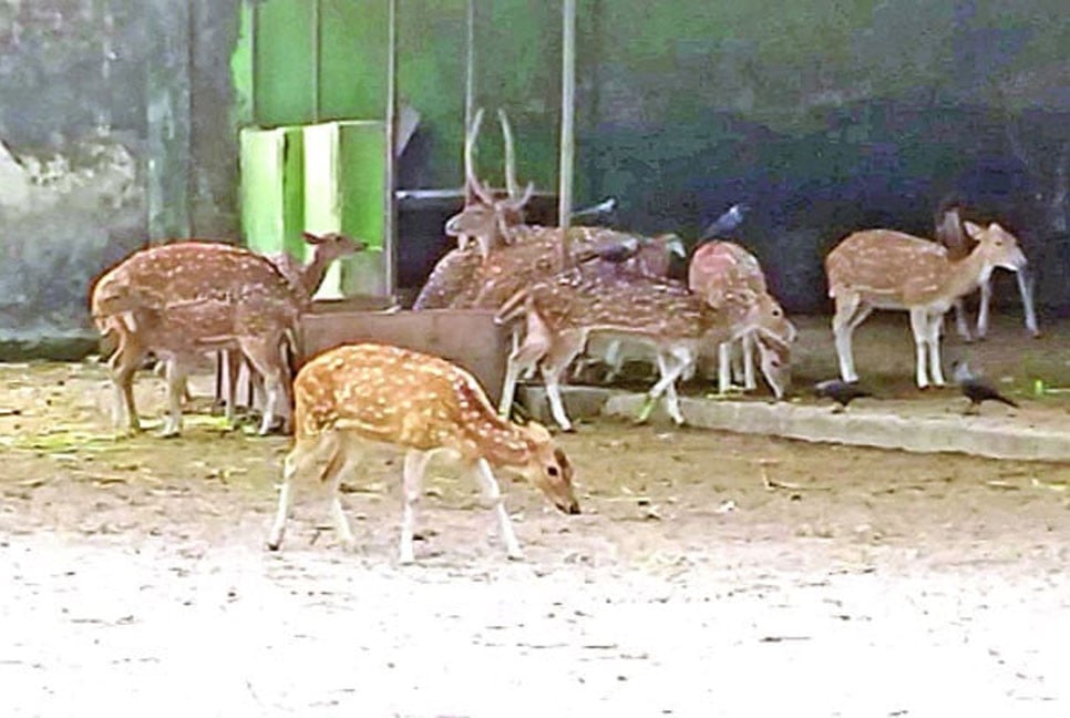 Rangpur Zoo struggles with overcrowded deer enclosures