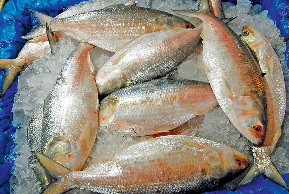 Govt to export 11,000 tonnes of hilsa to KSA, UAE for Bangladeshi expatriates