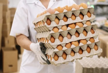 US egg prices skyrocket amid ongoing bird flu outbreak