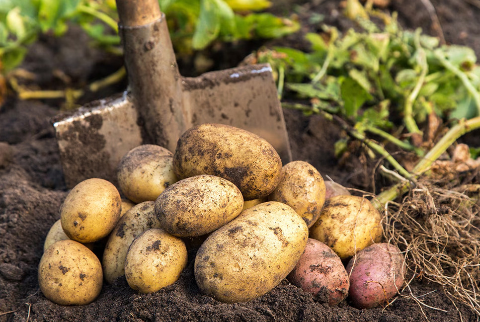 Govt sets potato storage price at Tk6.75 per Kg