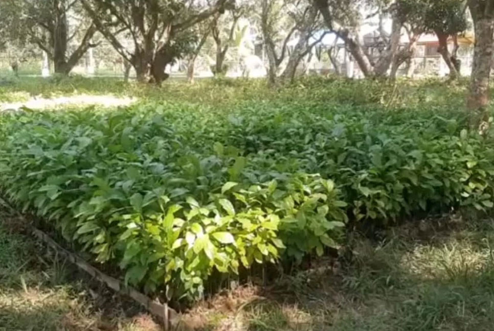 Coffee, cashew cultivation helping Bandarban farmers boost incomes