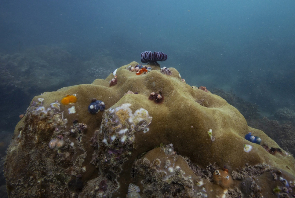 Coral reefs in Vietnam face collapse. Can conservation efforts turn the tide?