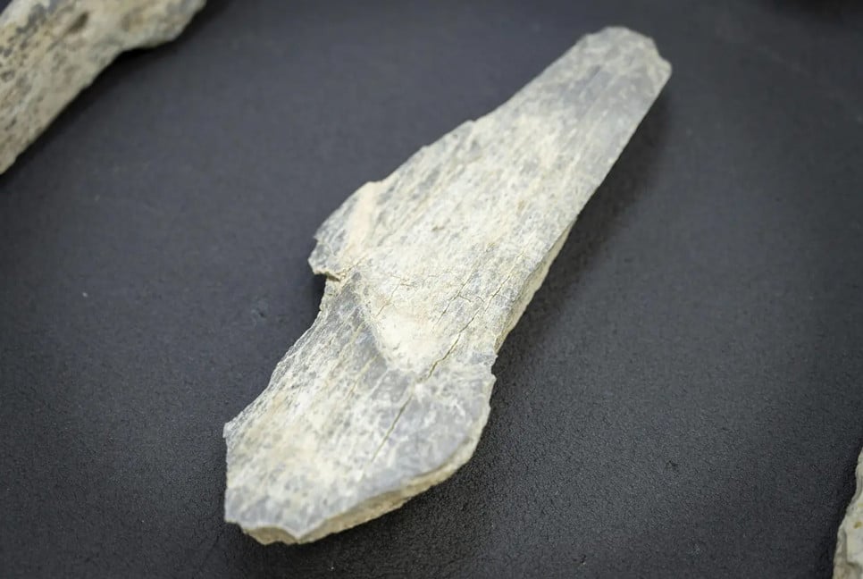 Ancient humans made tools from animal bones 1.5 million years ago