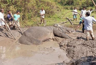 Villagers in Chattogram rescue elephant trapped in mud