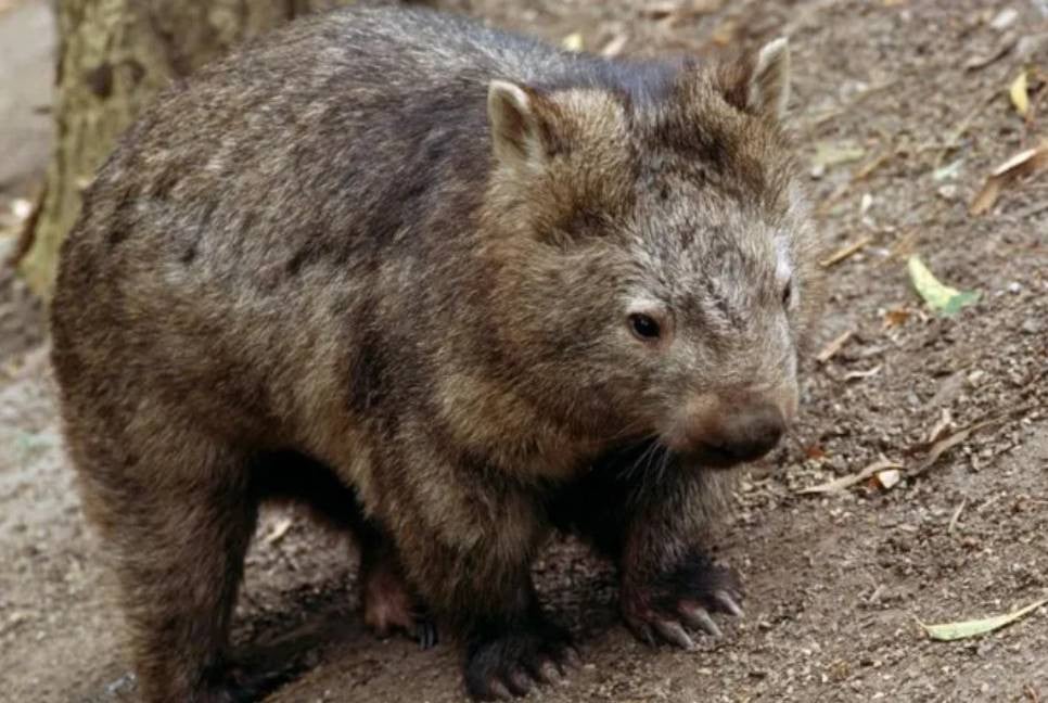 US influencer draws backlash for stealing baby wombat from mum