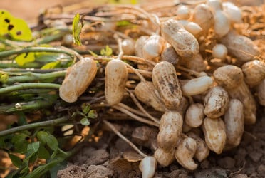 Peanut farming sees promising prospects in Panchagarh