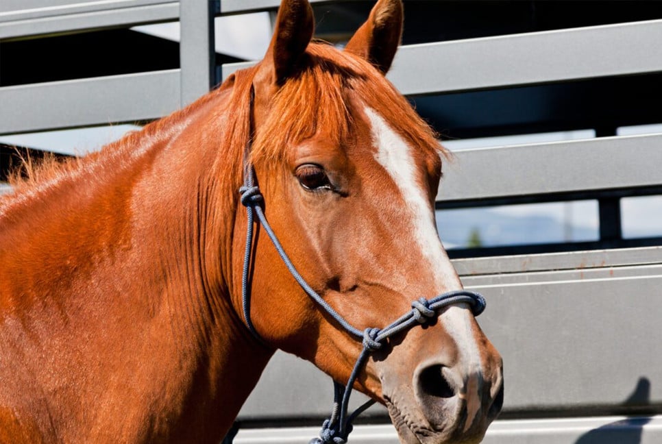 Mobile court bans horse meat sales in Gazipur amid health concerns