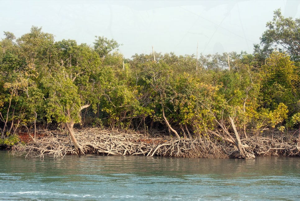 Sundarbans fire under control; probe committee formed