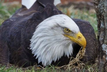 Murphy, beloved bald eagle who fostered eaglets, dies after Missouri storms