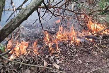 Sundarbans fire rages for two days, destroys five acres of forest