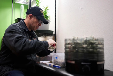 Does microdosing psychedelics reduce depression? Scientists trying to verify