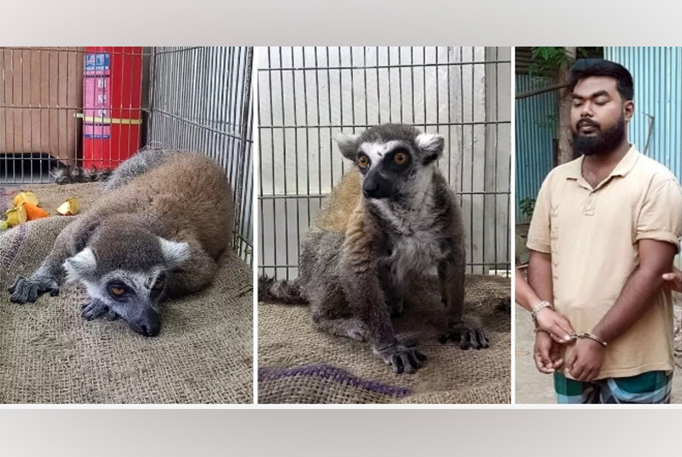 Endangered ring-tailed Lemur rescued after theft from Gazipur Safari Park, 1 held