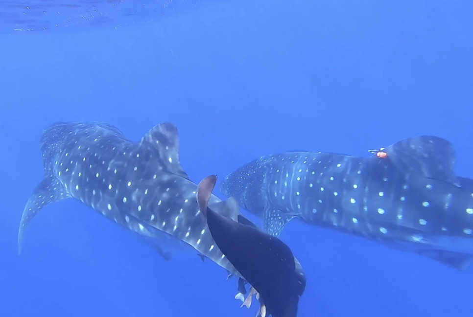 Scientists try to crack whale shark's mating mystery