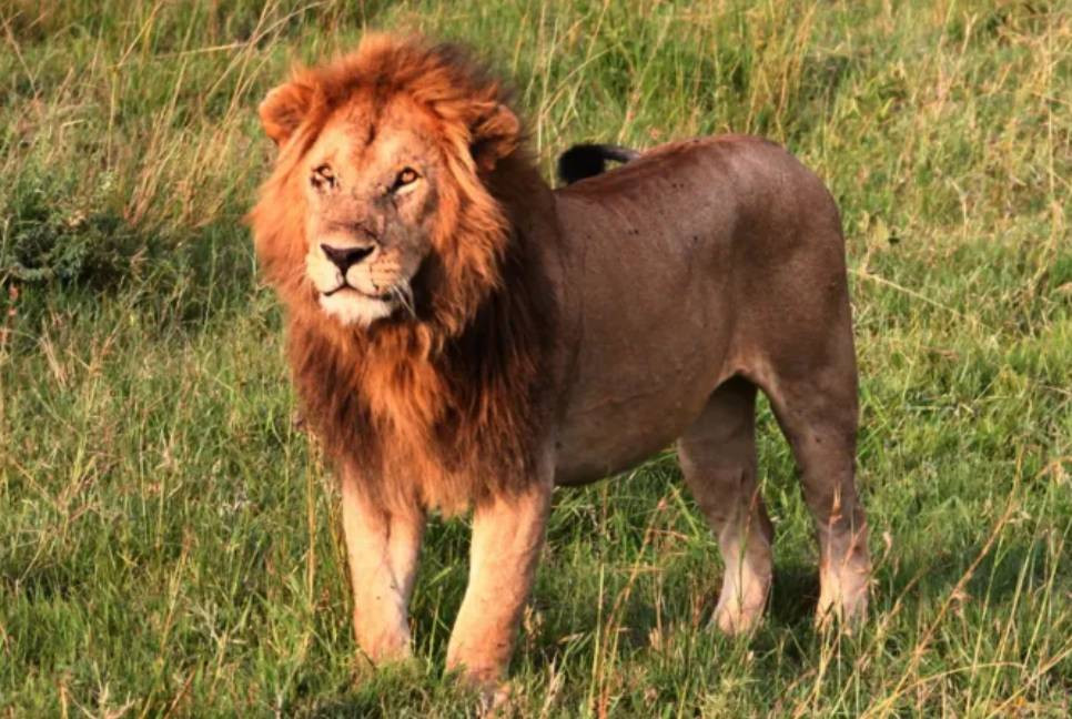 Kenyan girl killed by lion