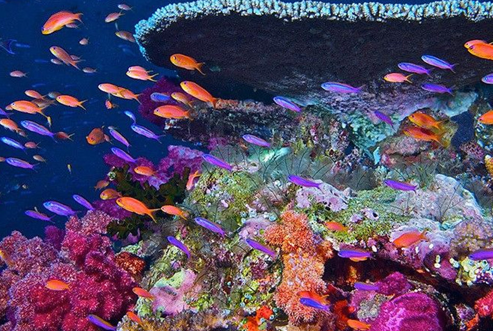 84% of global coral reefs affected by worst bleaching event on record