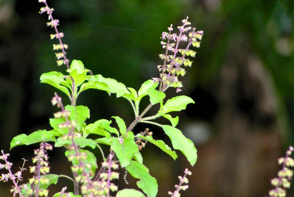 Basil’s healing power: Stress, immunity, sleep