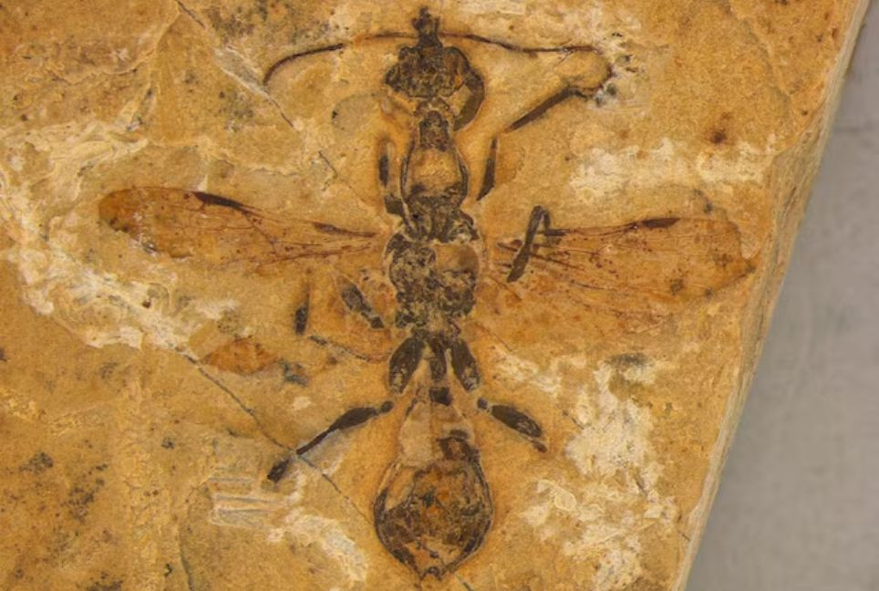 Ancient ant found preserved in 113mn-year-old Brazilian fossil