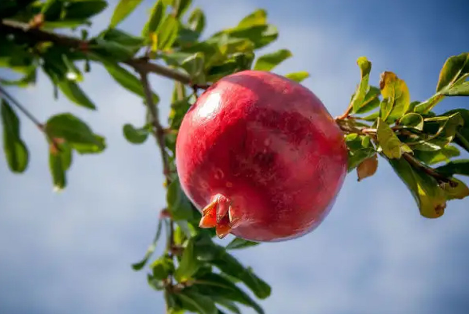 5 youth-boosting fruits to add to your daily diet