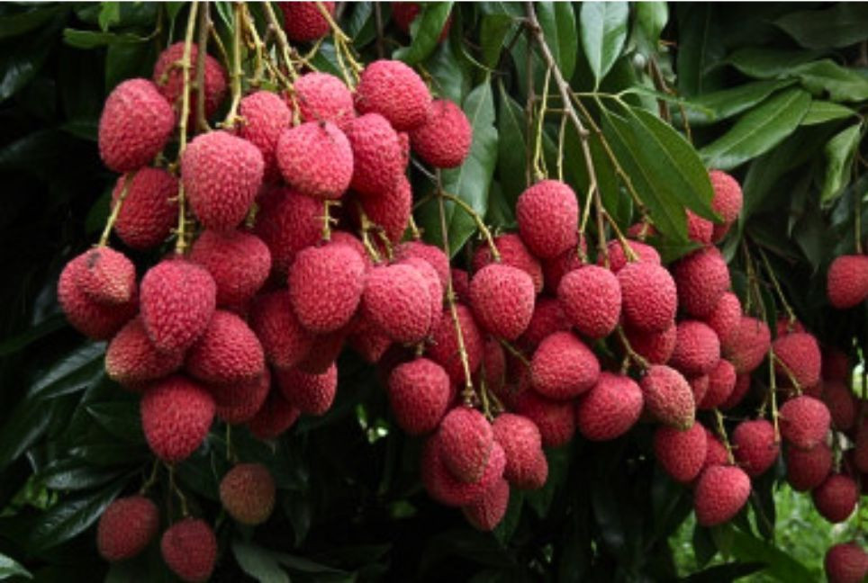Dinajpur lychees to hit markets by mid-may