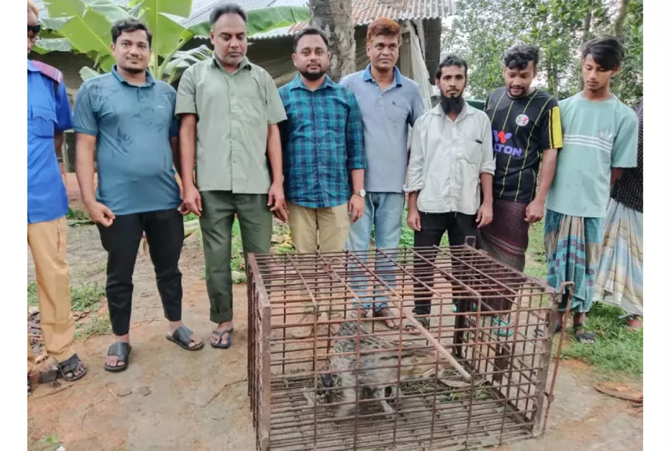 Fishing cat released into reserve forest in Feni