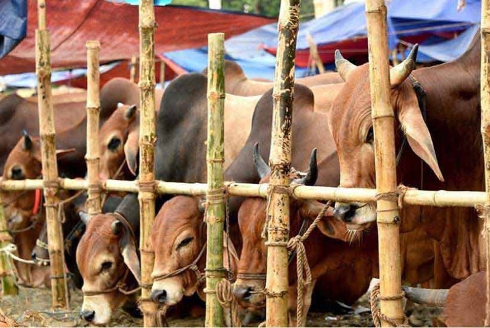 No cattle market at Dhaka’s Meradia for Eid-ul-Azha: HC