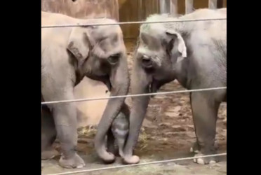 Adorable baby elephant learning to eat from family