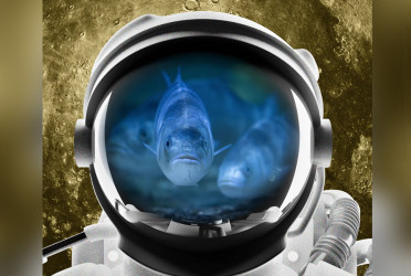 France's lunar hatch project aims to farm fish in space
