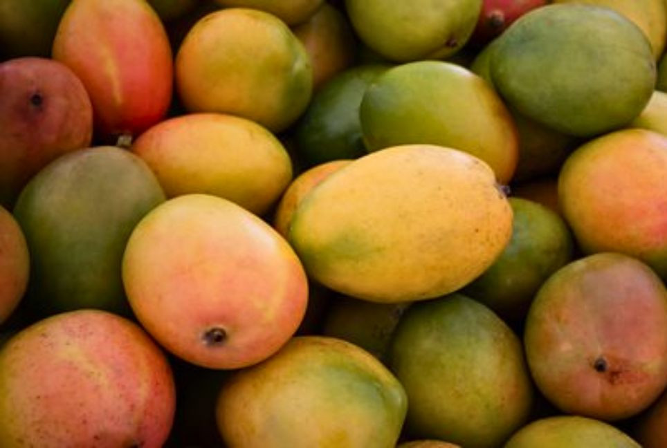 Mango myths smashed: Eat smart, not less
