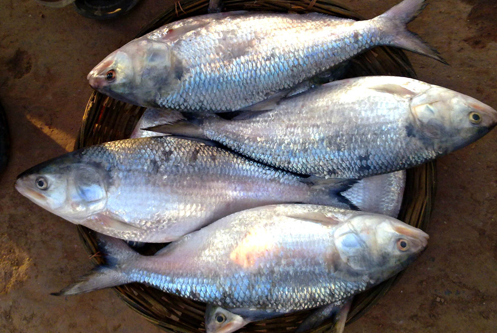 Two-month ban on Hilsa fishing ends