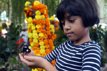 Abu Dhabi to launch interactive butterfly garden with over 10,000 butterflies