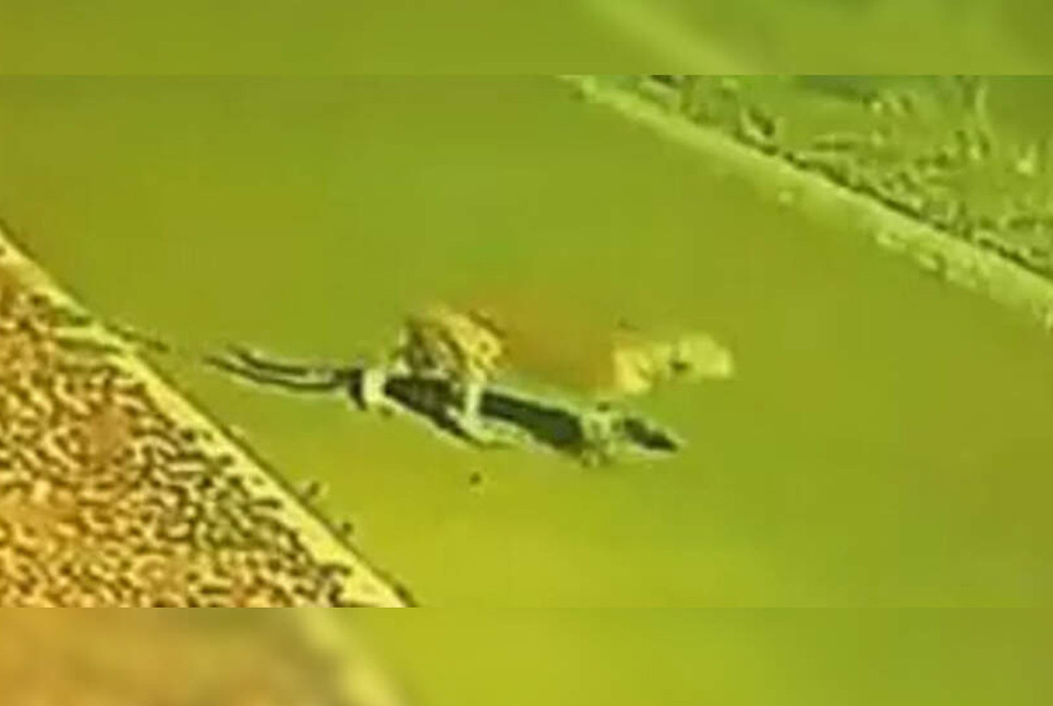 Leopard on the prowl, Maruti campus shut for two days in Rohtak