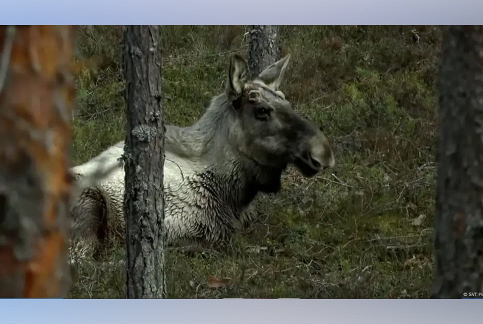 How Slow TV brings us closer to nature