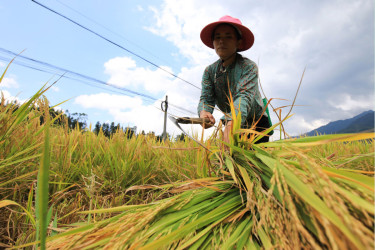 ADB expands food security support by $26 billion in Asia-Pacific