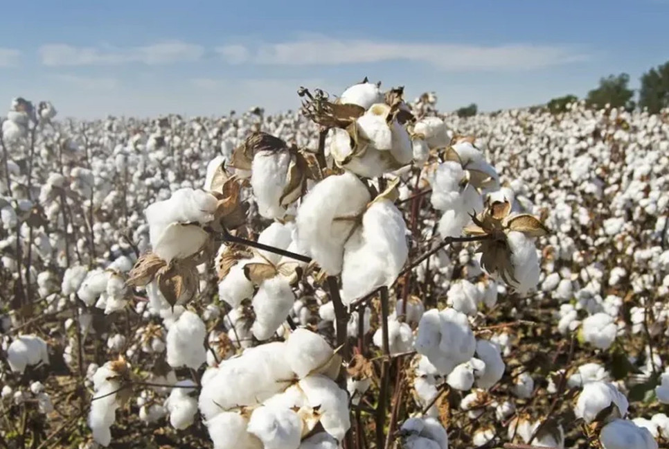 Govt recognises raw cotton as agricultural product