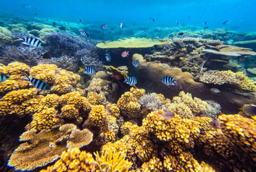 Middle East’s largest coral garden to boost marine biodiversity