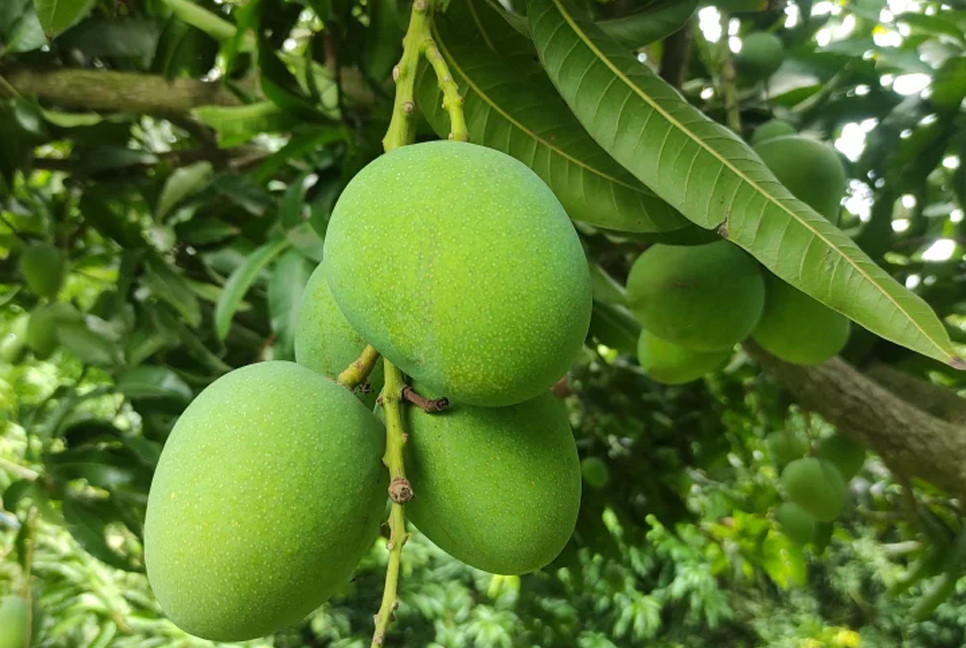 Rajshahi mango harvest to begin May 15