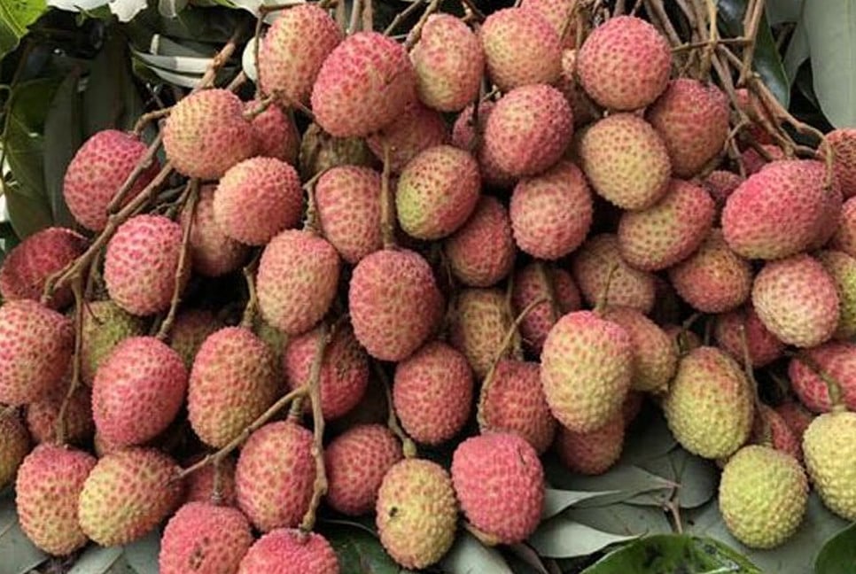 Litchi starts appearing in Rajshahi markets
