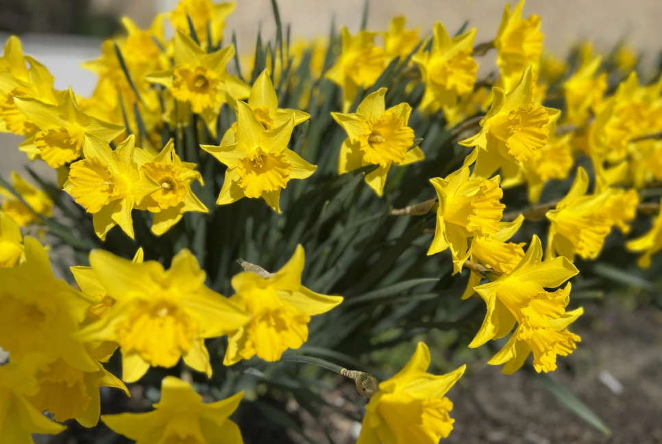 Plants that cause more suffering for gardeners with pollen allergies