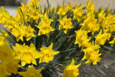Plants that cause more suffering for gardeners with pollen allergies