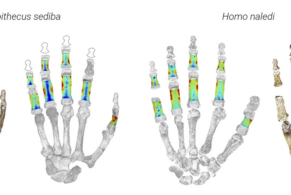 Early human ancestors used hands for climbing and toolmaking, study finds
